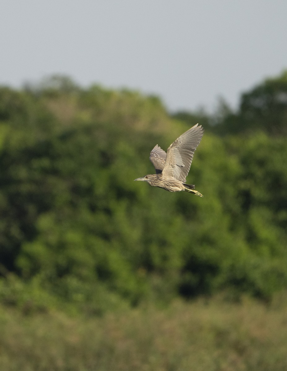Black-crowned Night Heron - ML630647795