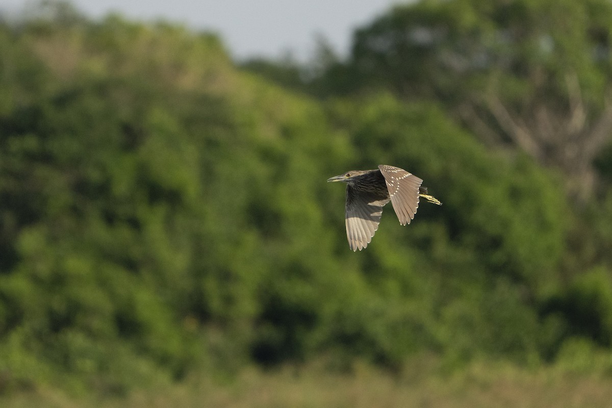 Black-crowned Night Heron - ML630647796