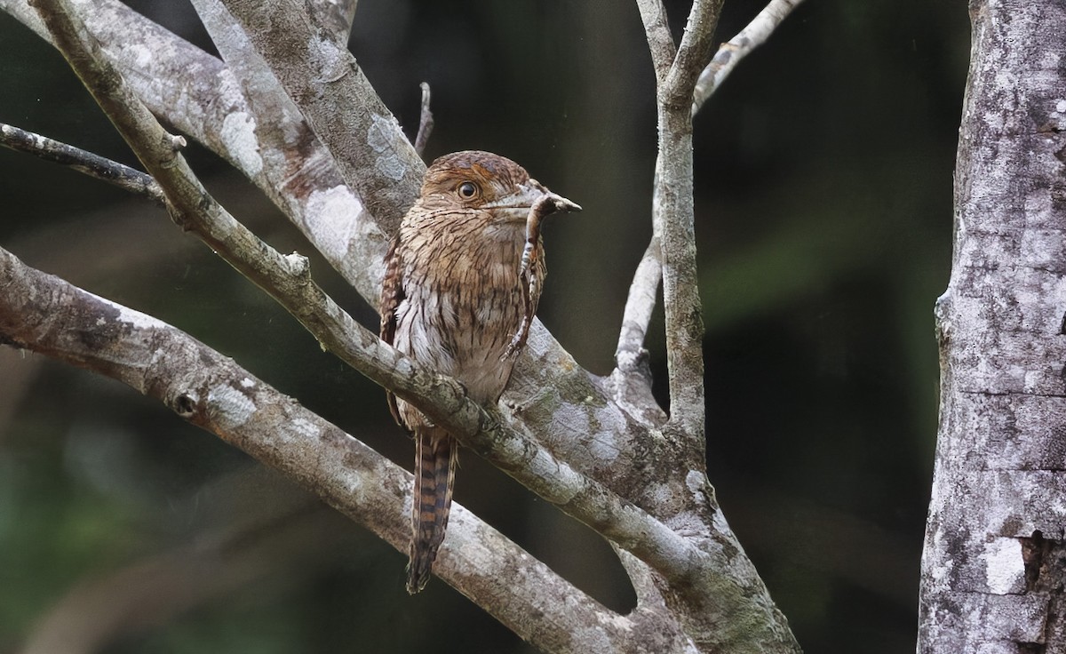 Eastern Striolated-Puffbird - ML630647912