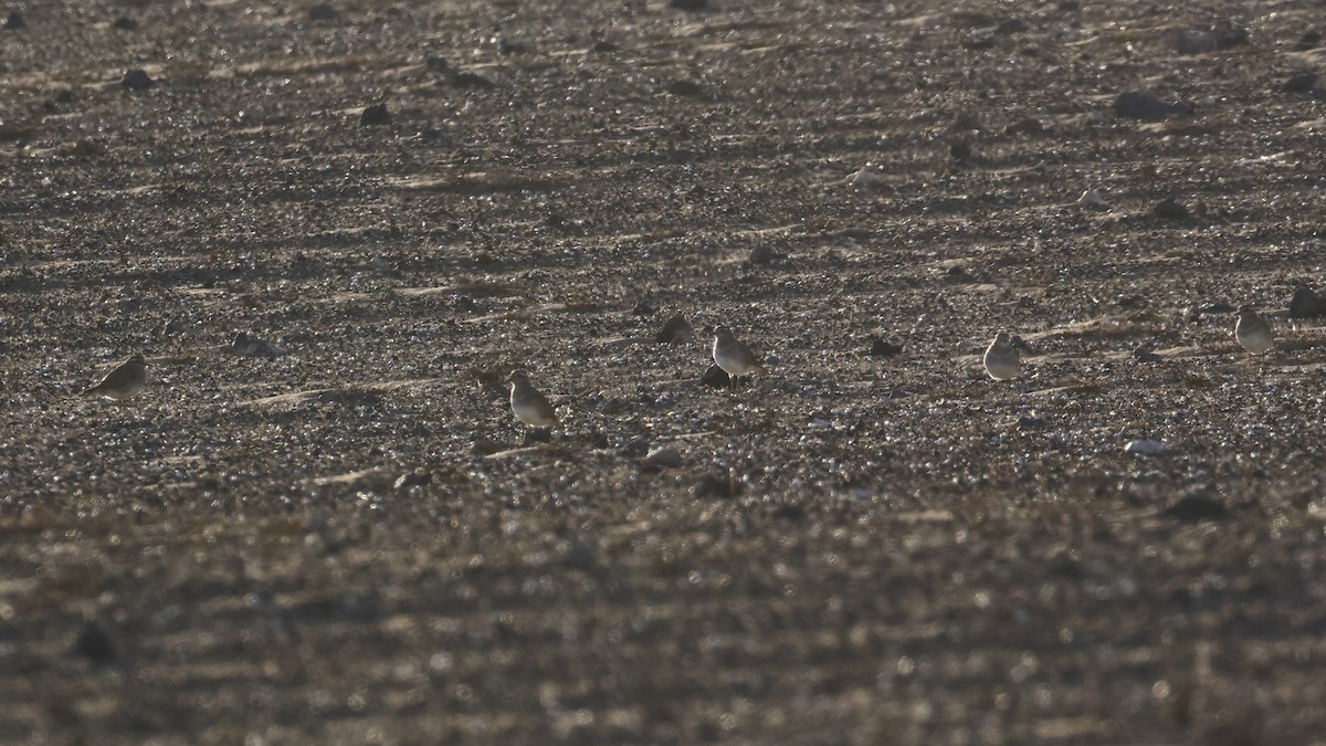 Урианхайн хиазат - ML630648308