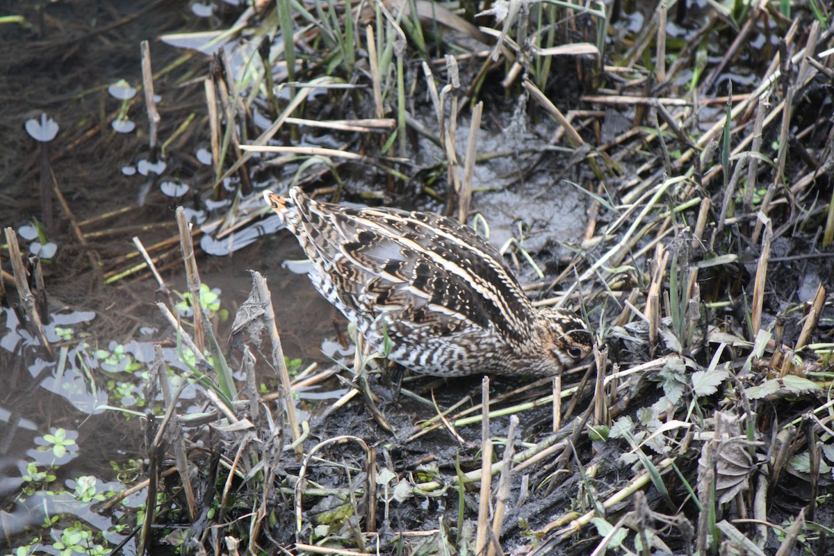 indianerbekkasin - ML630648602