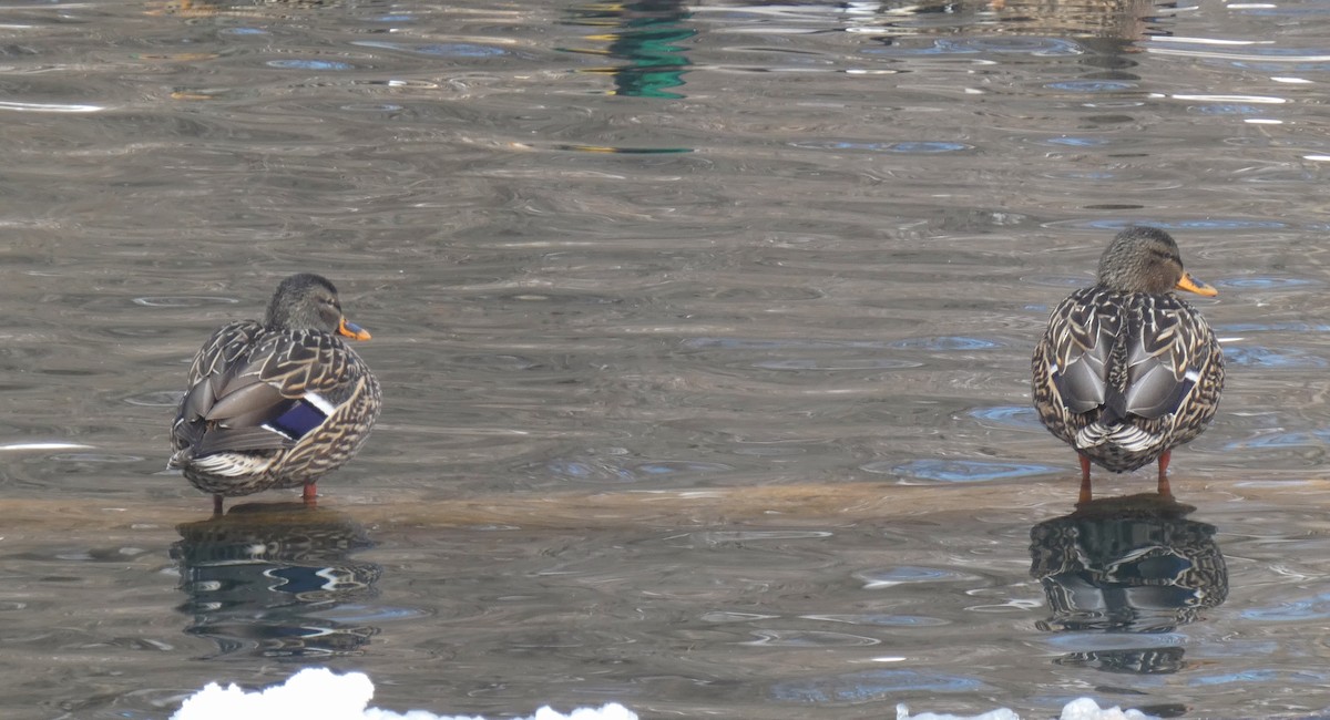 Mallard - ML630648697