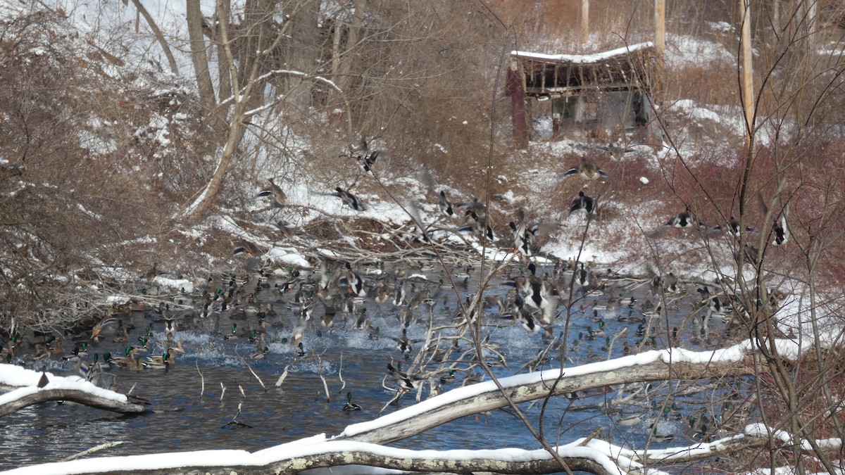 Mallard - ML630648698