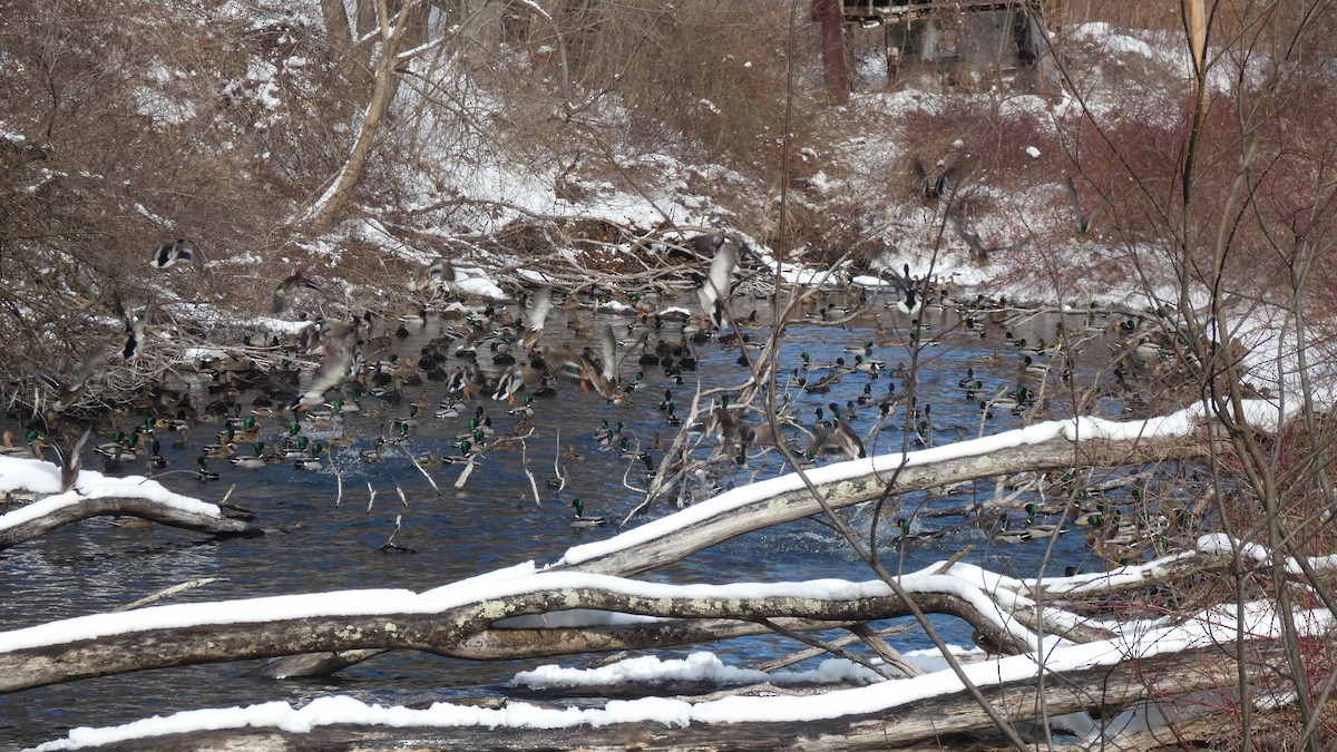 Mallard - ML630648699