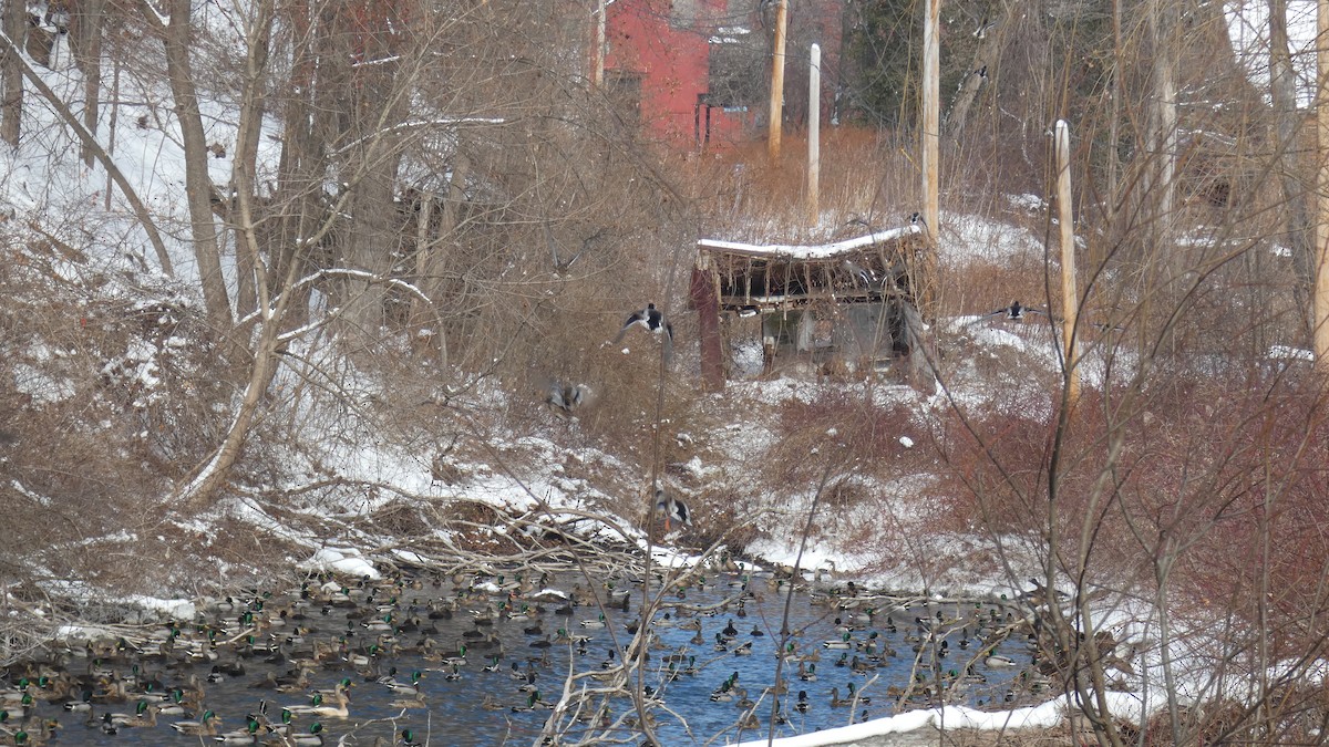 Mallard - ML630648700