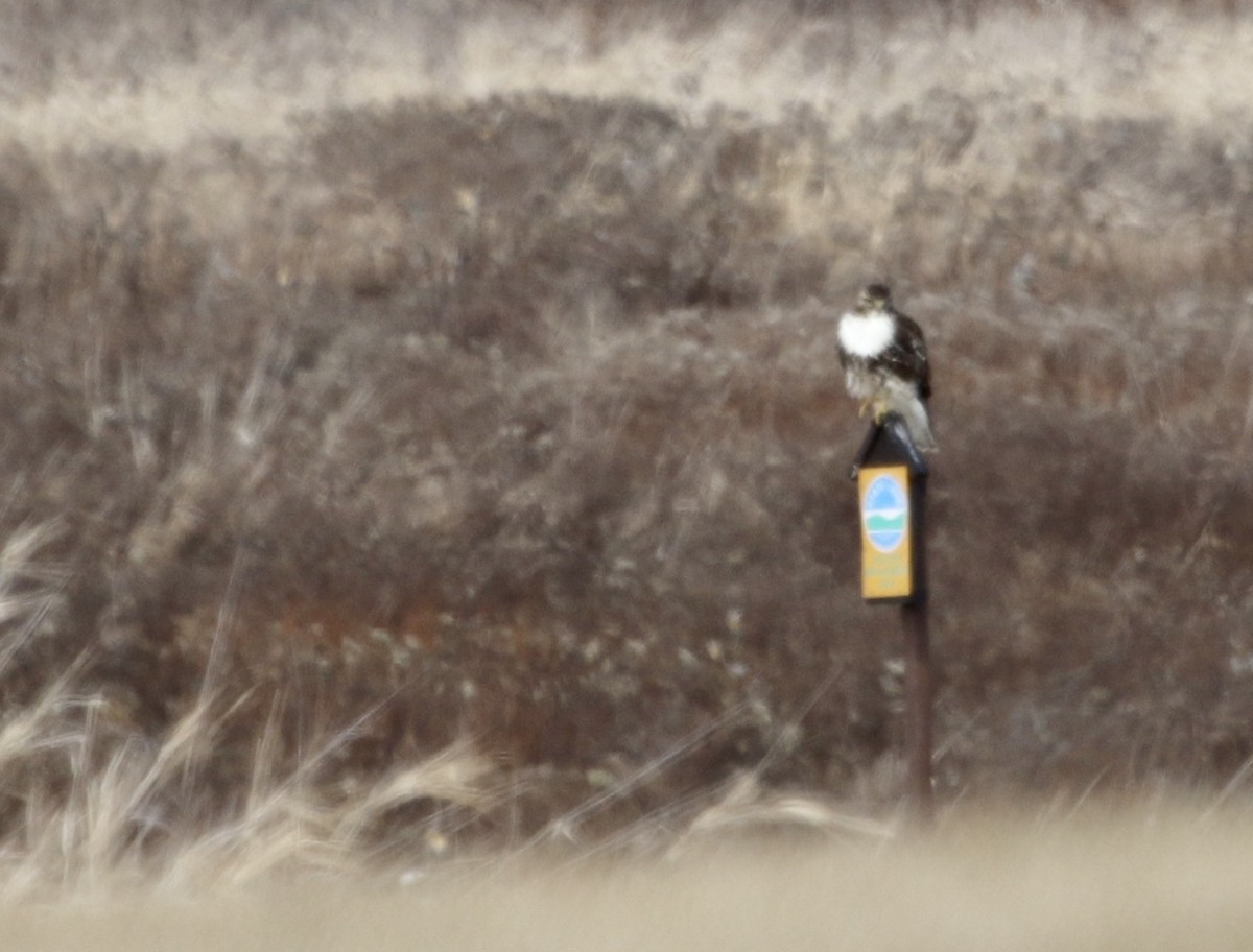 Red-tailed Hawk - ML630648719