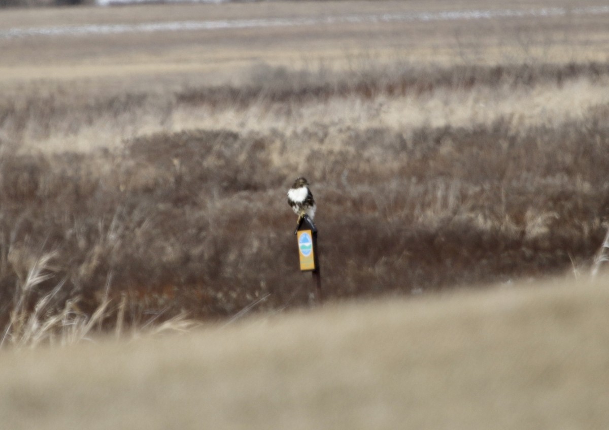 Red-tailed Hawk - ML630648720