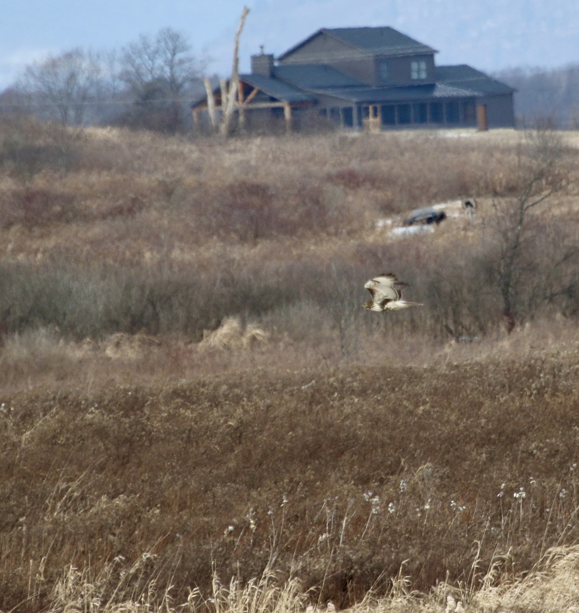 Red-tailed Hawk - ML630648724