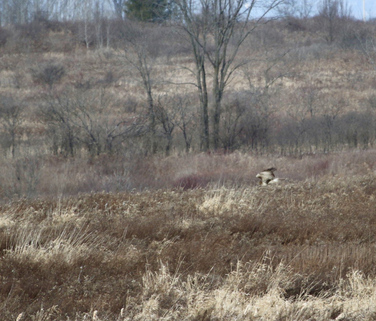 Red-tailed Hawk - ML630648725