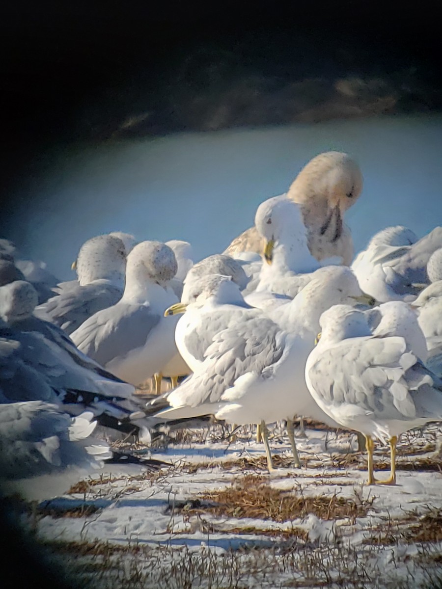 Slaty-backed Gull - ML630649498