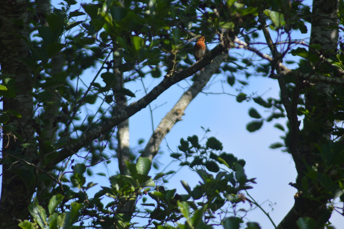 Rotkehlchen - ML630649853