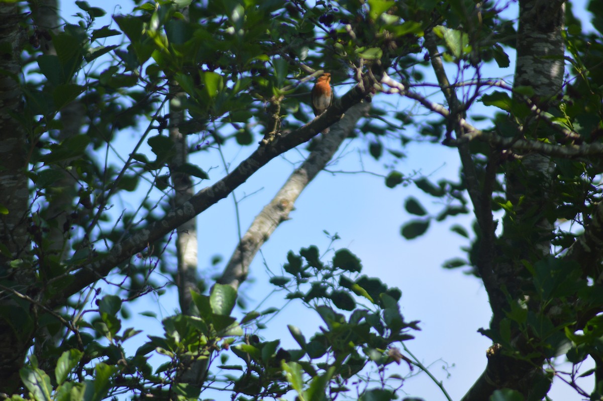 Rotkehlchen - ML630649855