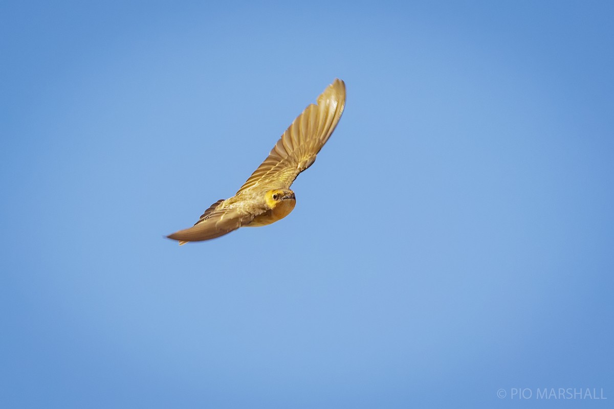 Tawny-headed Swallow - ML630649867