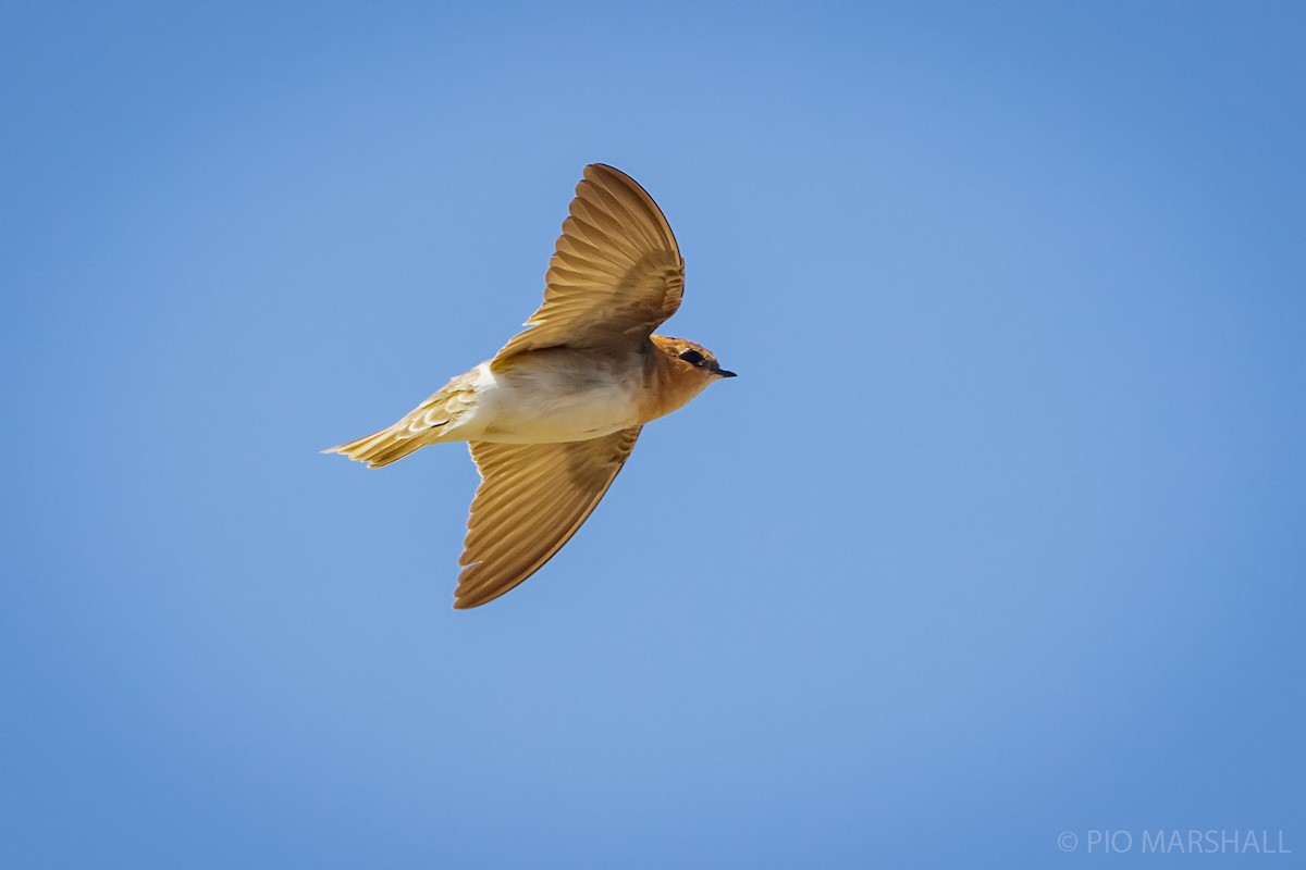Tawny-headed Swallow - ML630649868