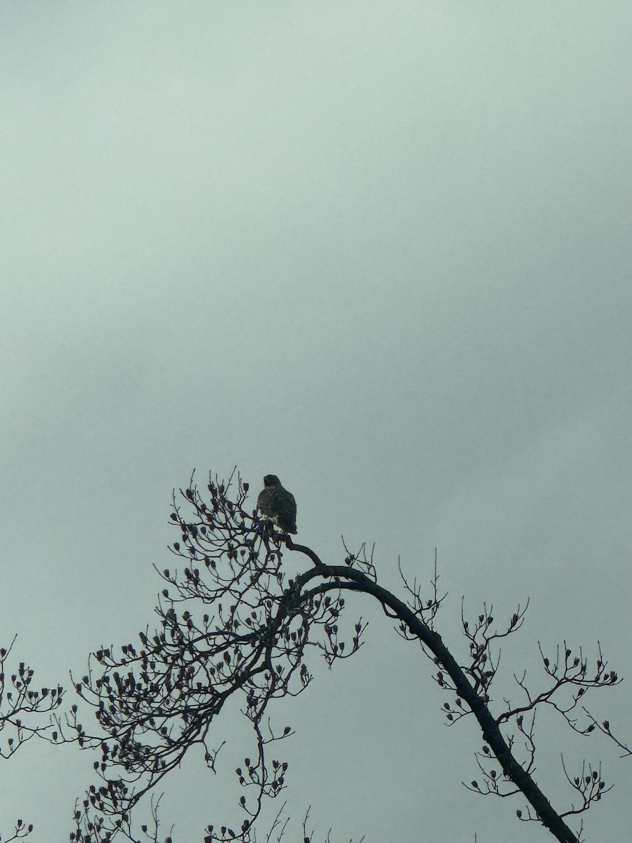 Red-tailed Hawk - ML630649869