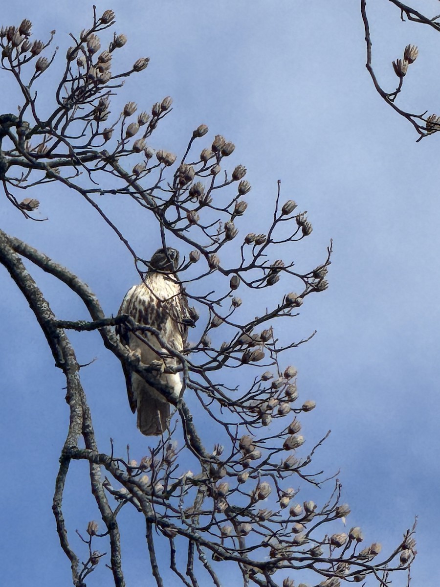 Red-tailed Hawk - ML630649870