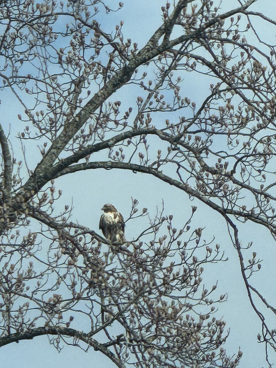 Red-tailed Hawk - ML630649871