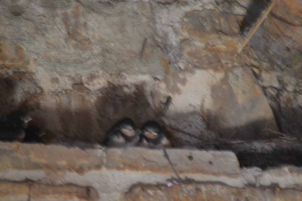 Rauchschwalbe - ML630649886