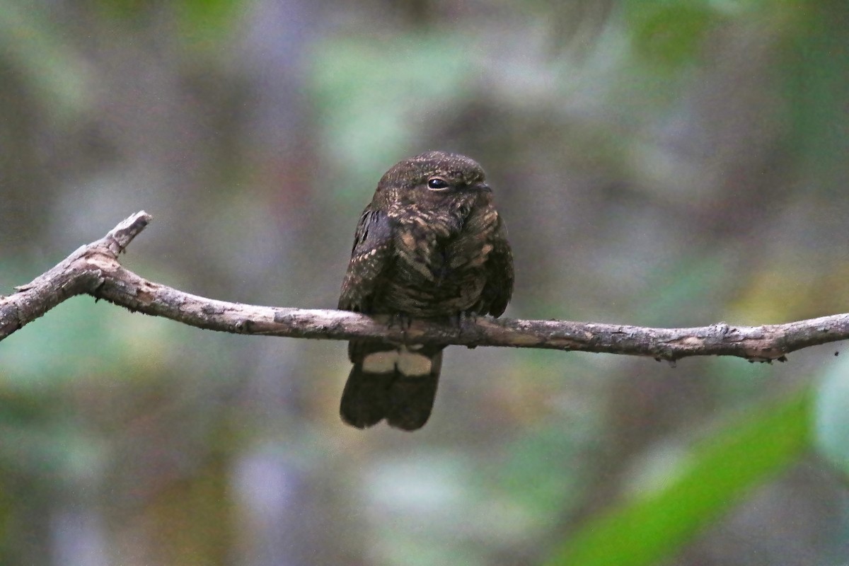 Band-tailed Nighthawk - ML630649946