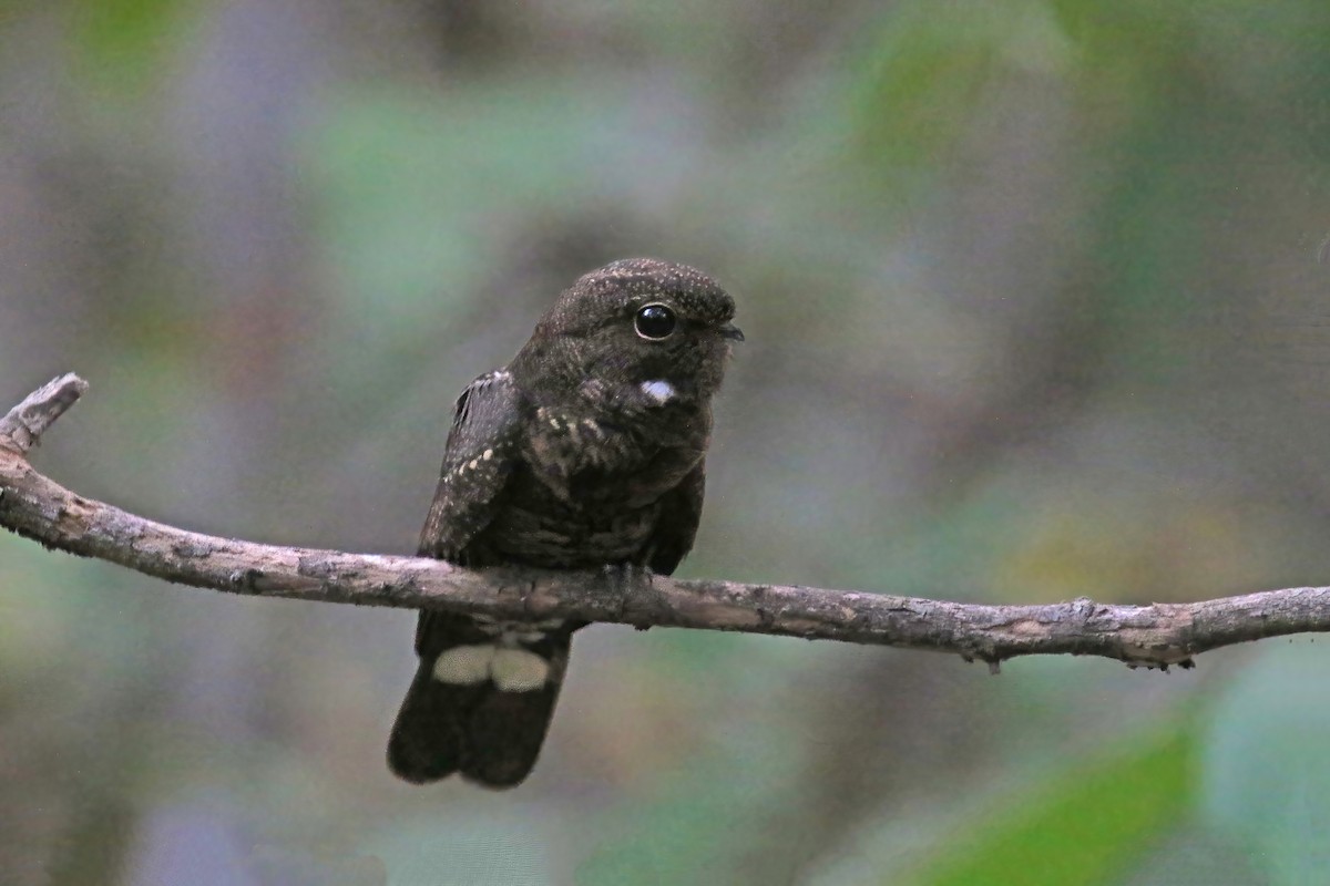 Band-tailed Nighthawk - ML630649947