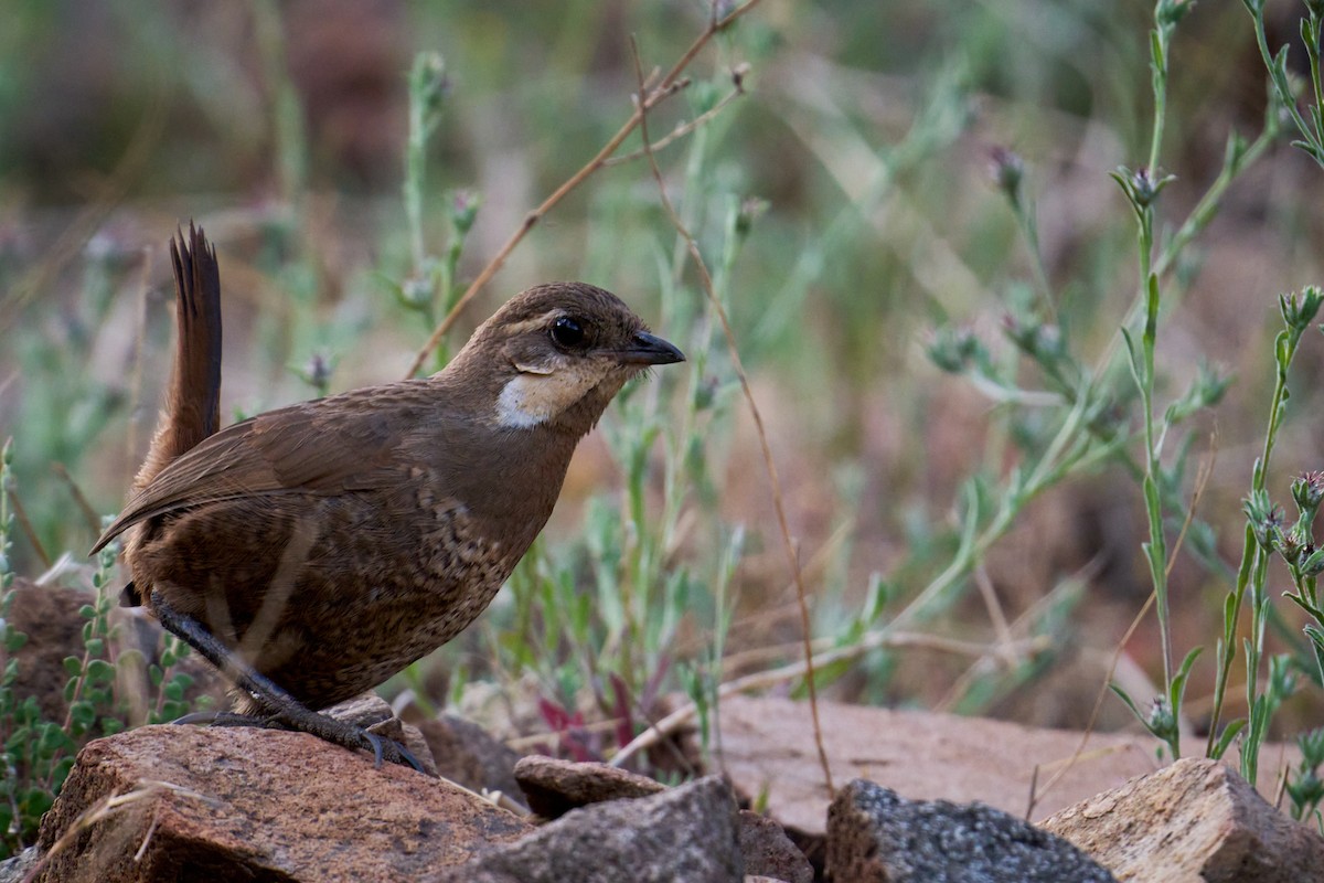 Moustached Turca - ML630650002