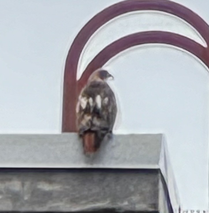Red-tailed Hawk - ML630650035