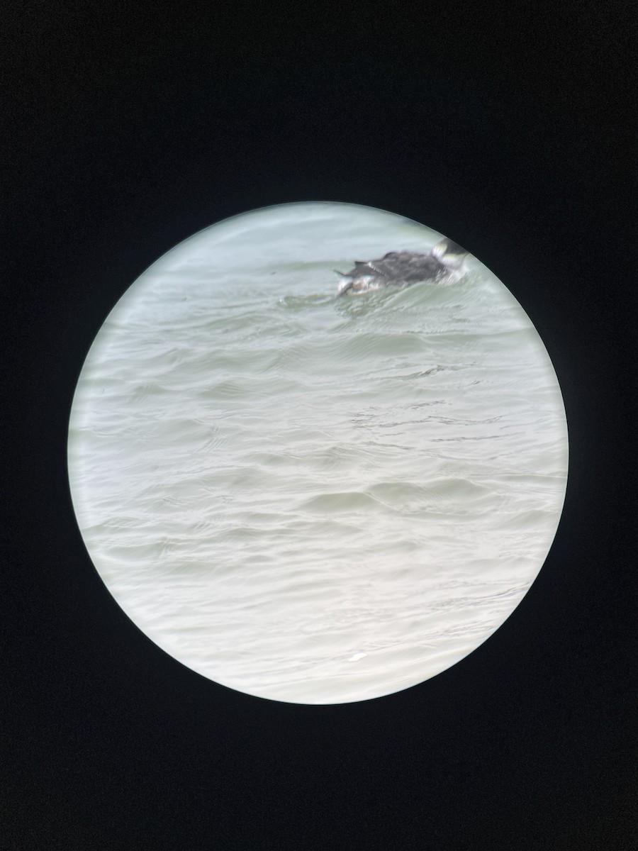 Trottellumme - ML630650166