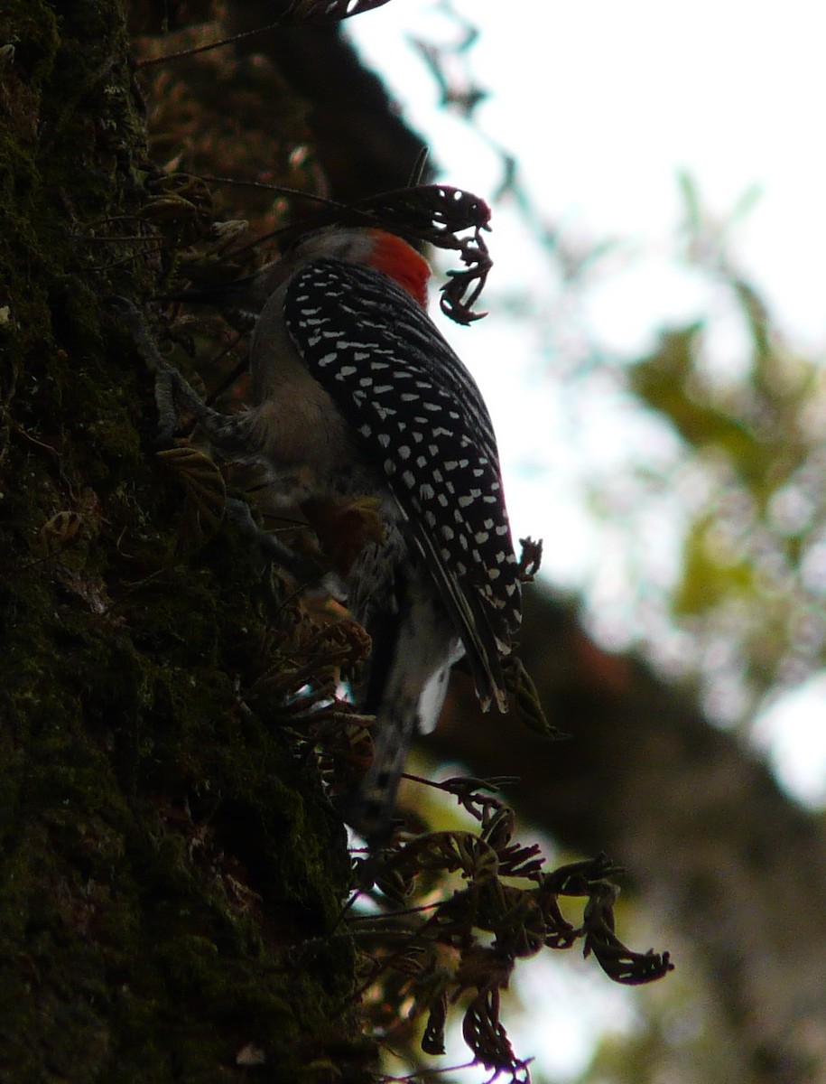 Red-bellied Woodpecker - ML630650398