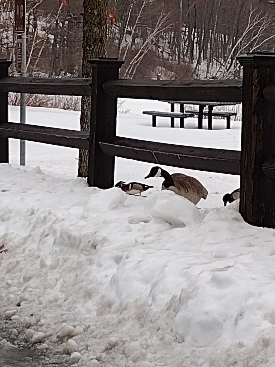 美洲鴛鴦 - ML630650401