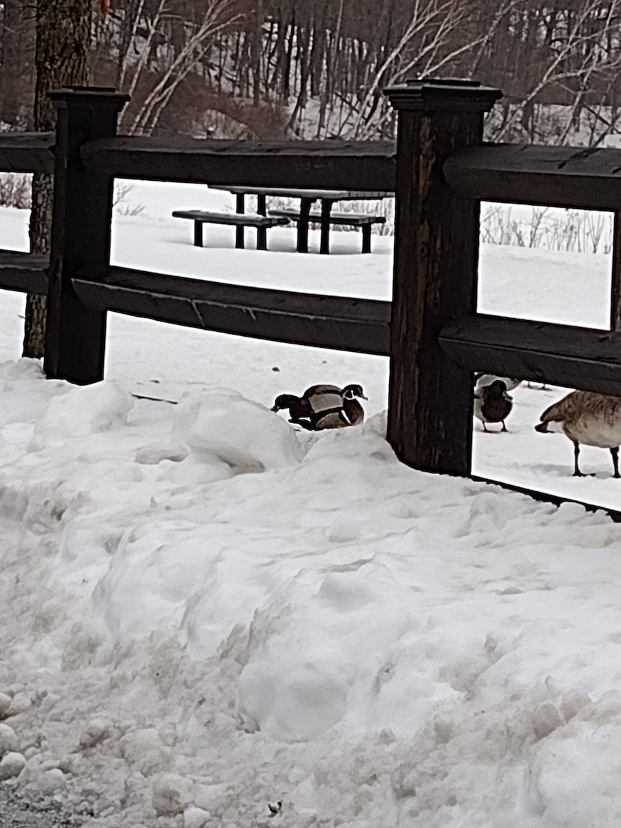 美洲鴛鴦 - ML630650402