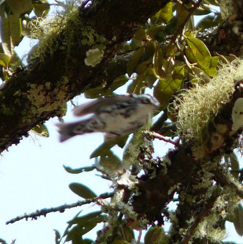 Black-and-white Warbler - ML630650409