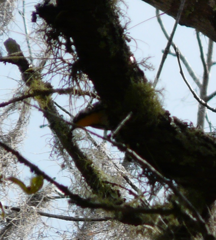 Yellow-throated Warbler - ML630650424