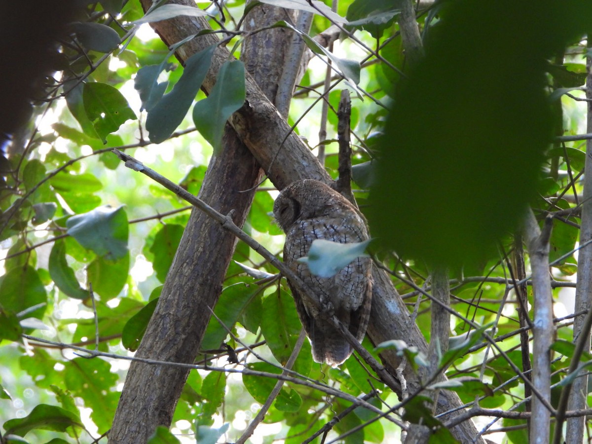 Tropical Screech-Owl - ML630650847