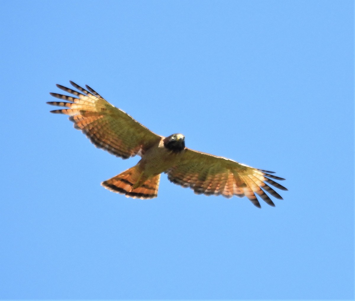 Roadside Hawk (Southern) - ML630651179