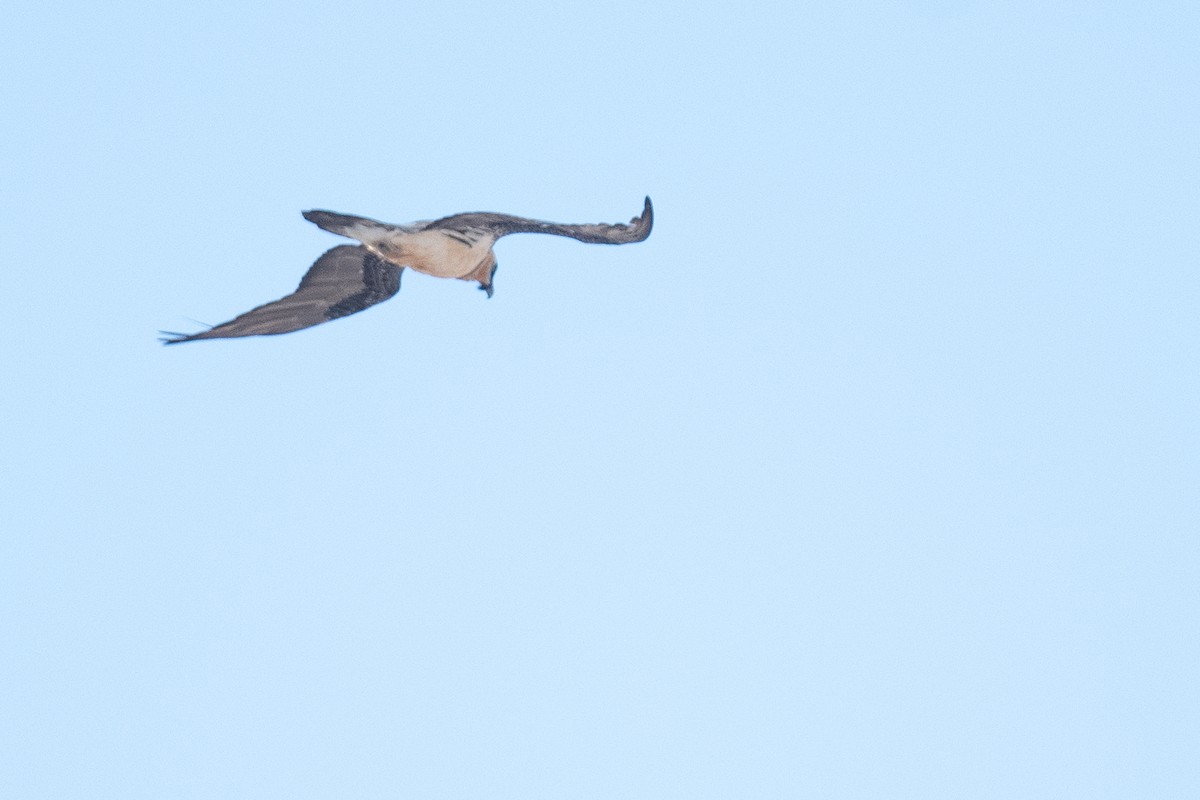 Bearded Vulture - ML630651272