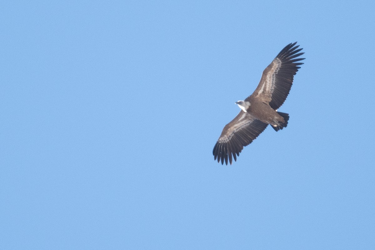 Eurasian Griffon - ML630651303
