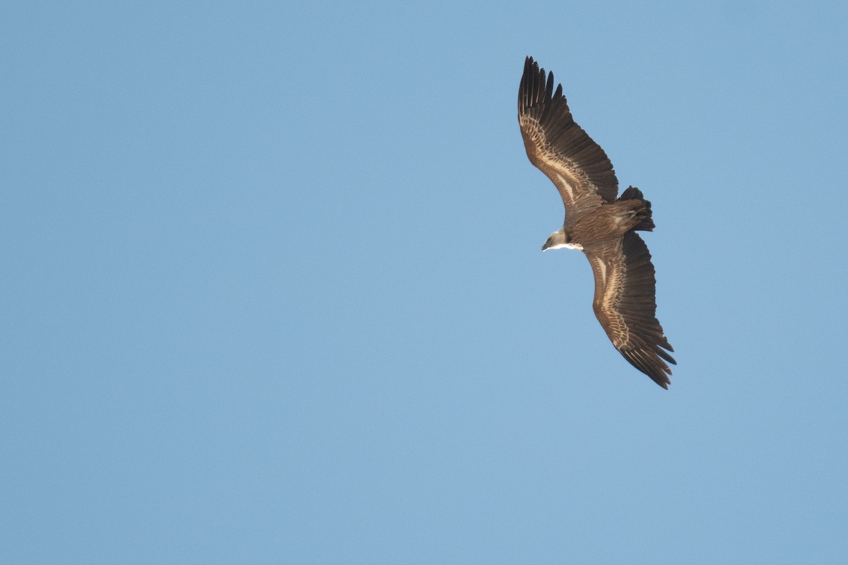 Eurasian Griffon - ML630651304