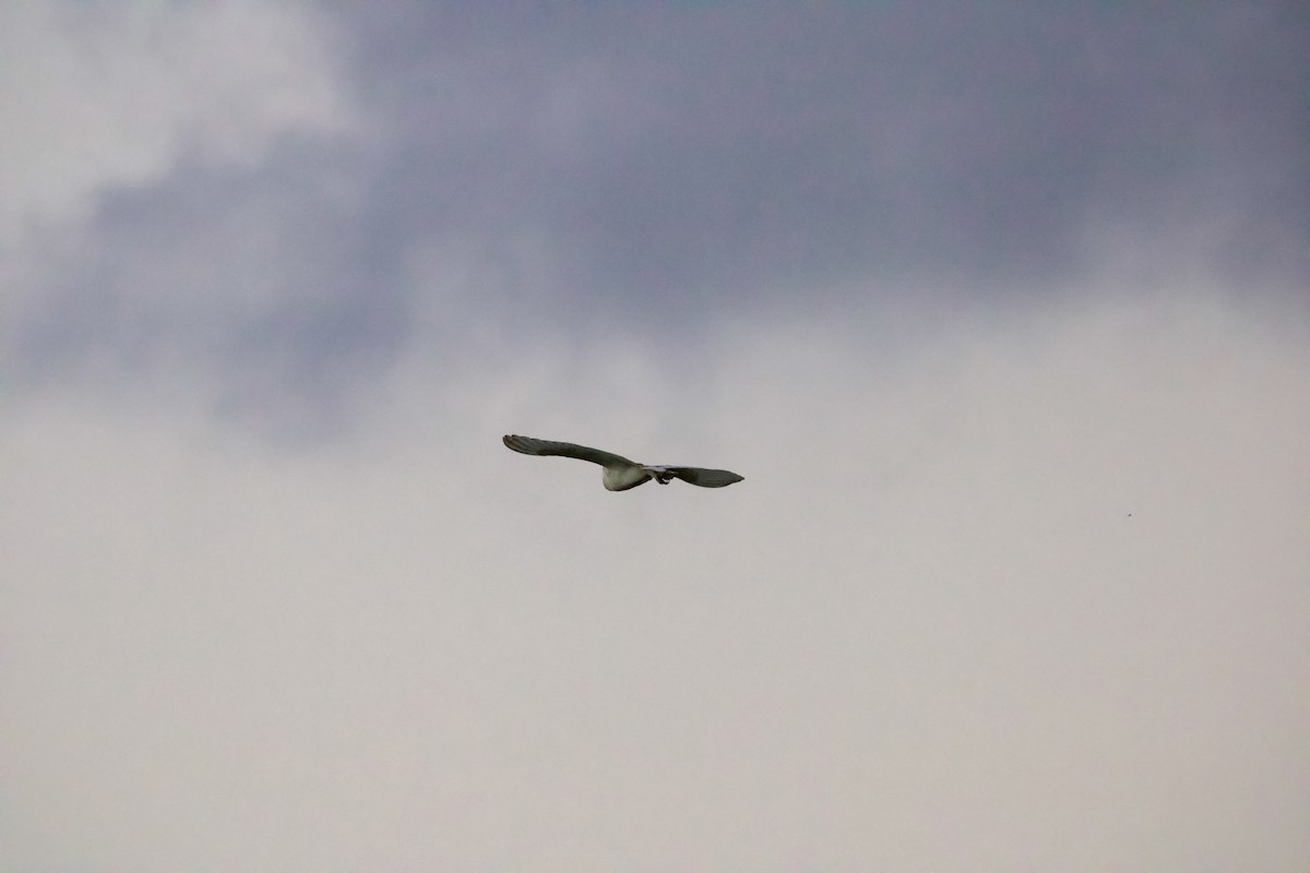 American Barn Owl (White-winged) - ML630651327