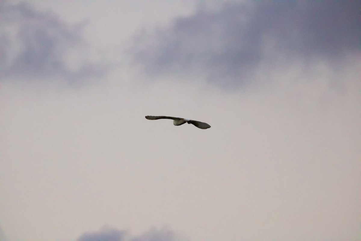 American Barn Owl (White-winged) - ML630651328