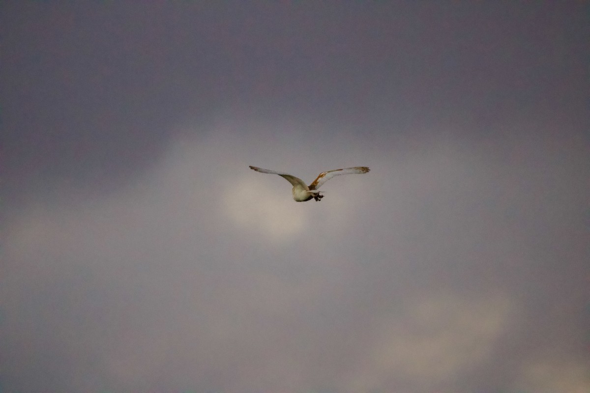 American Barn Owl (White-winged) - ML630651329