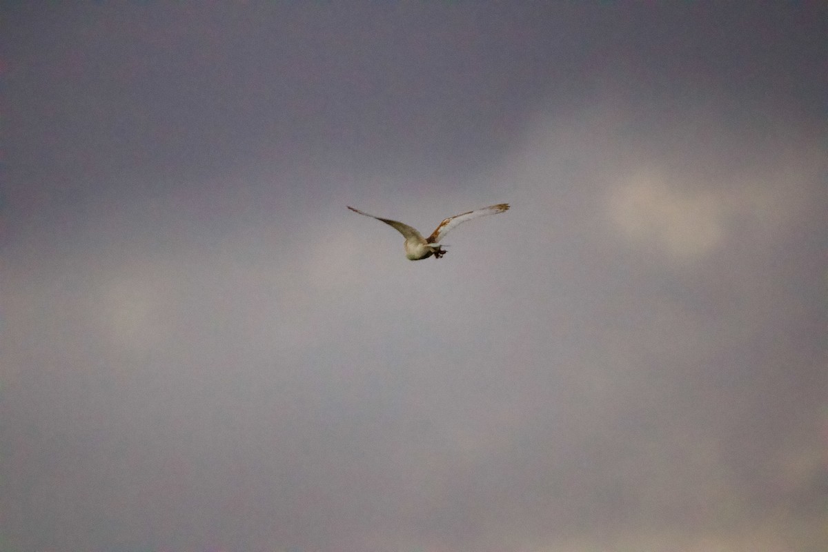American Barn Owl (White-winged) - ML630651330