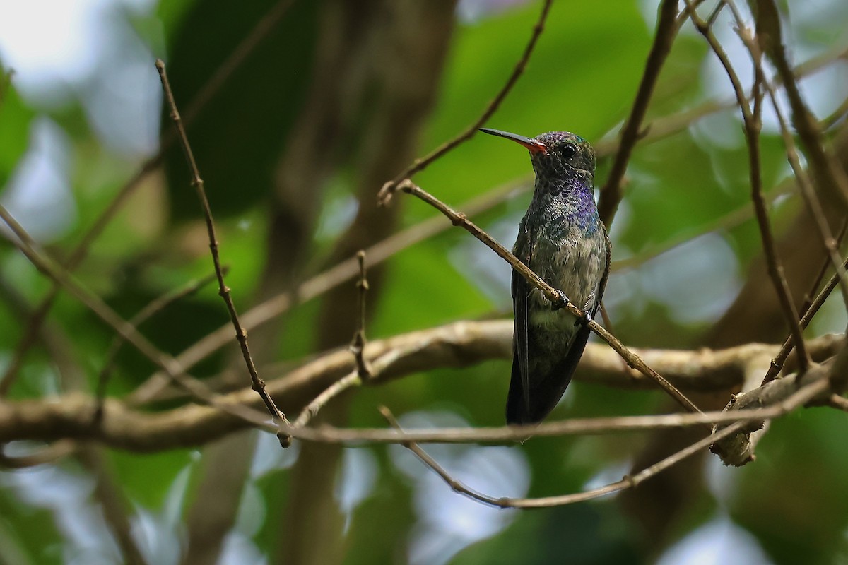 White-chinned Sapphire - ML630651389