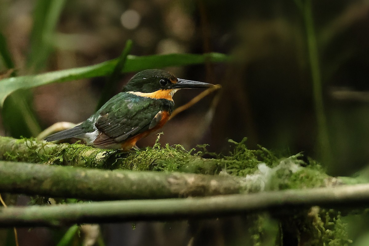 American Pygmy Kingfisher - ML630651409
