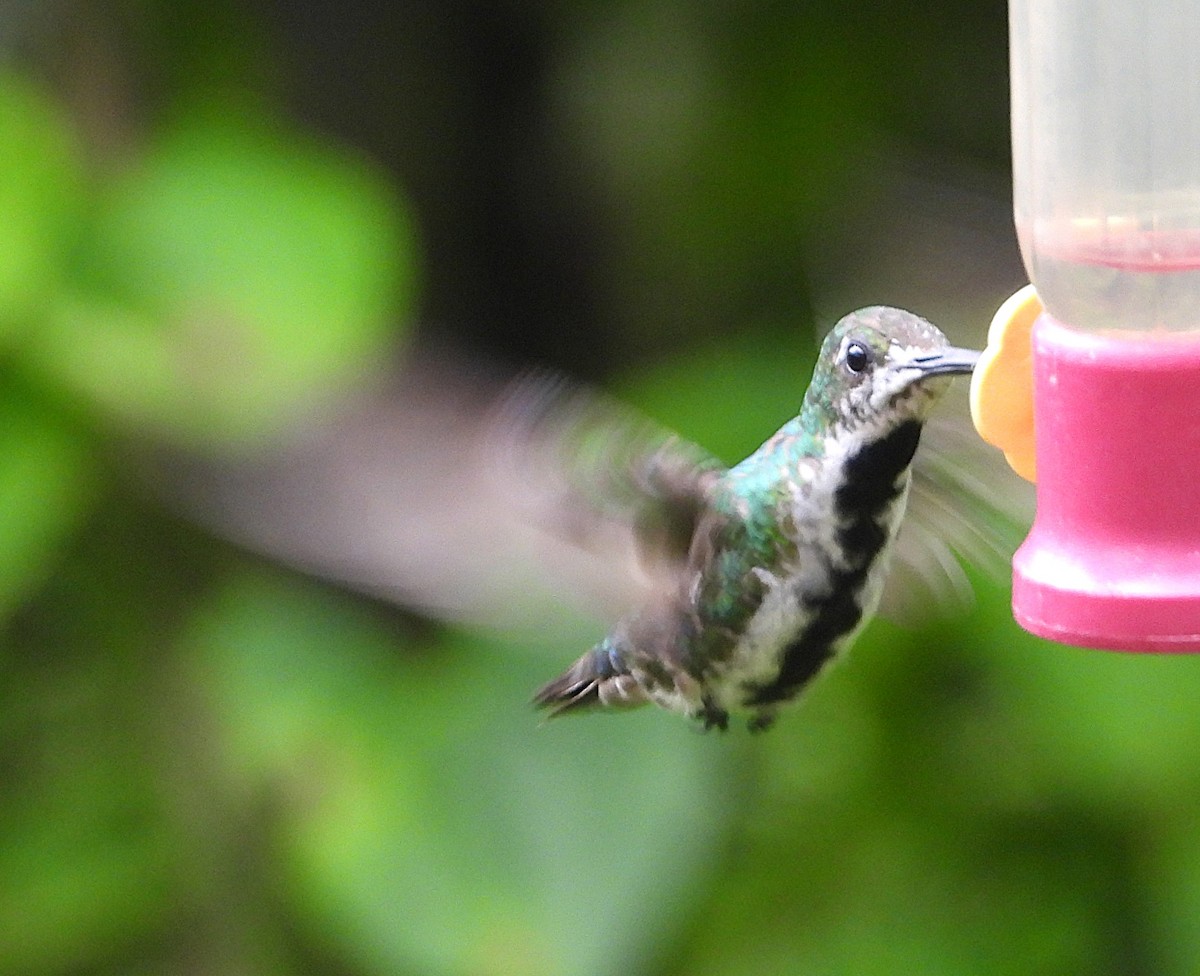Black-throated Mango (Ecuadorian) - ML630651512