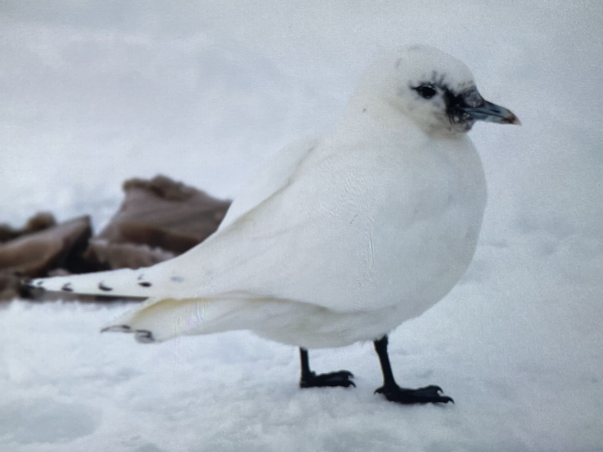 racek sněžní - ML630651762