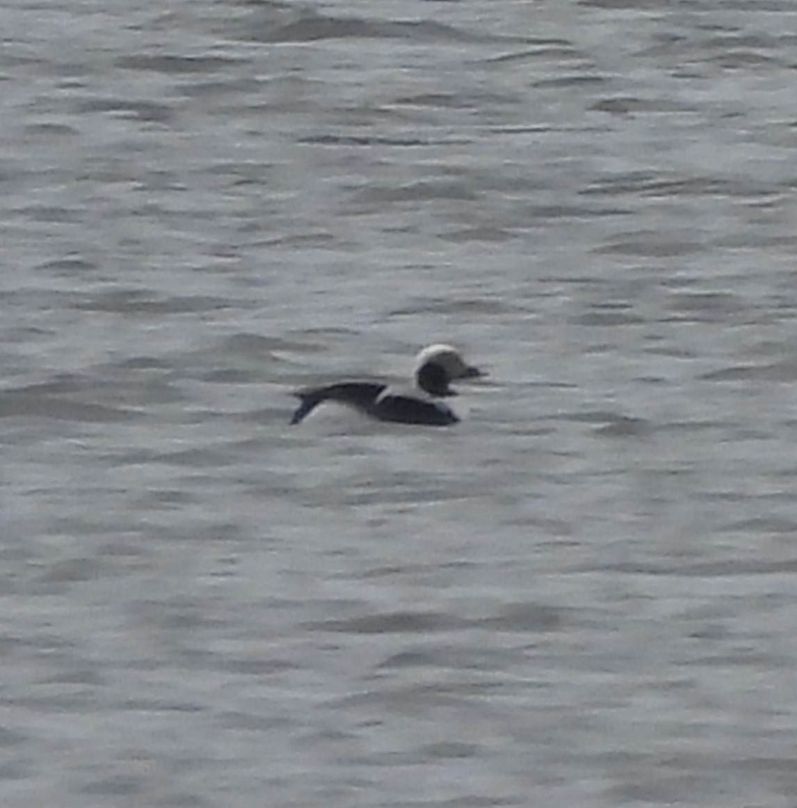 Long-tailed Duck - ML630652153