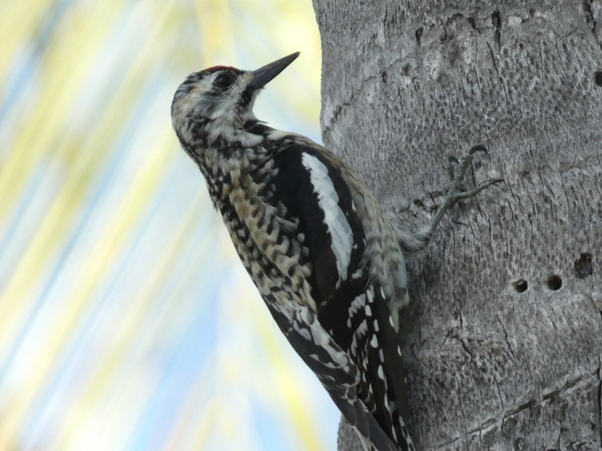 Yellow-bellied Sapsucker - ML630652320