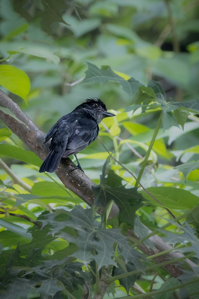 Slaty Becard - ML630652775