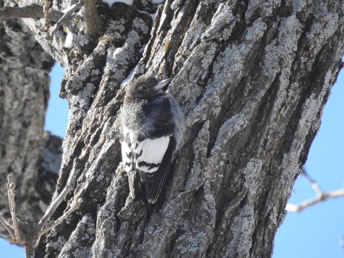 Red-headed Woodpecker - ML630652922