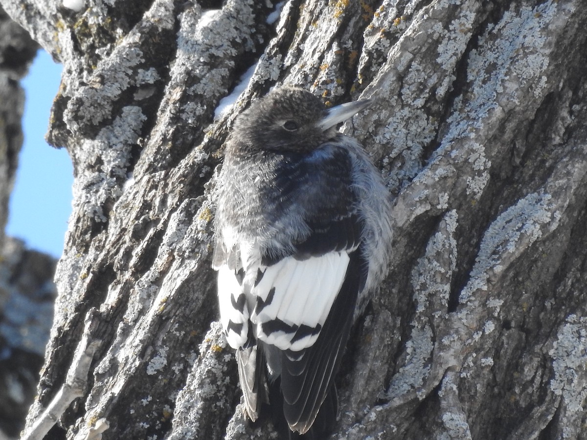 Red-headed Woodpecker - ML630652927